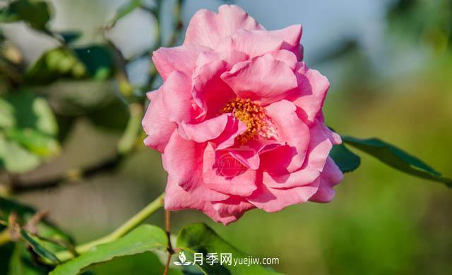 行行攝攝，發(fā)現月季花迷人的美艷，熟悉的花朵格外動(dòng)人(圖1)