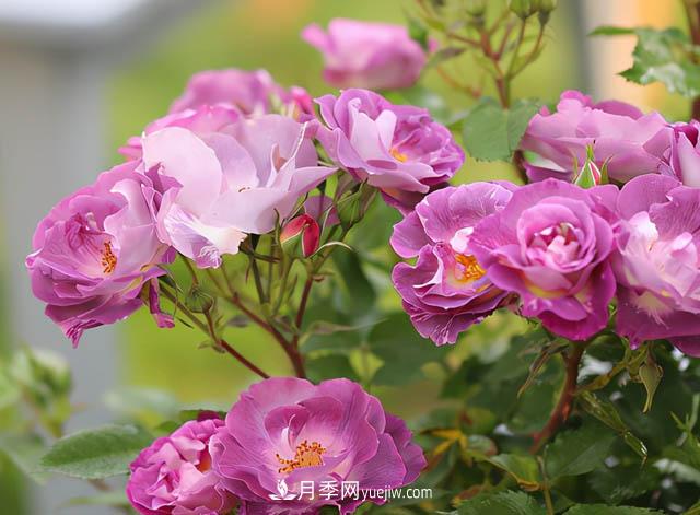 這款藍色系月季，花量超多，四季都開(kāi)花，你想不到(圖1)
