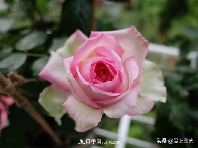 美貌與香味共存，抗病與長(cháng)勢雙強，卻沒(méi)有火起來(lái)的月季(圖1)