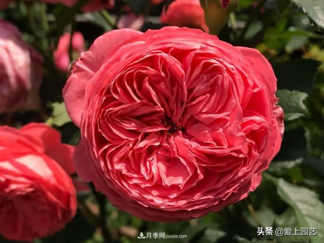 美貌與香味共存，抗病與長(cháng)勢雙強，卻沒(méi)有火起來(lái)的月季(圖2)