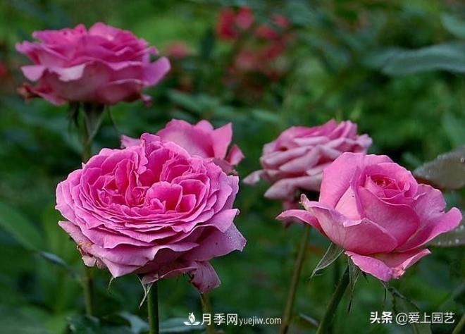 美貌與香味共存，抗病與長(cháng)勢雙強，卻沒(méi)有火起來(lái)的月季(圖3)