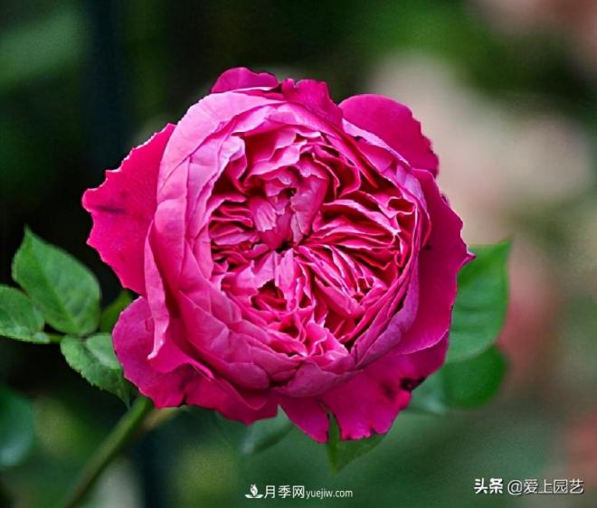 美貌與香味共存，抗病與長(cháng)勢雙強，卻沒(méi)有火起來(lái)的月季(圖4)