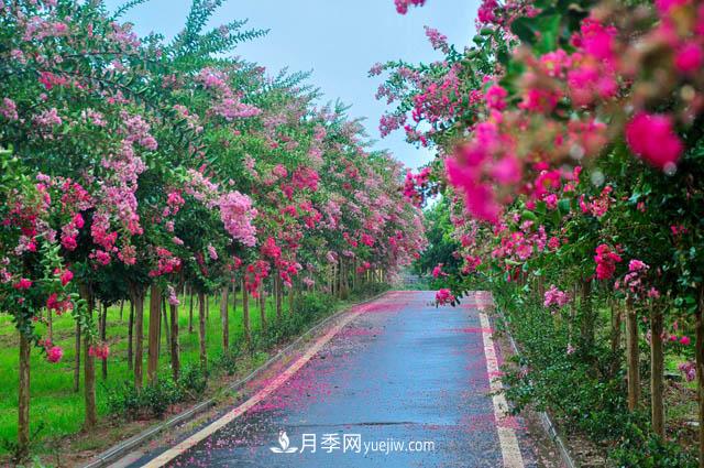 紫薇樹(shù)上常見(jiàn)的白粉病，應該怎么防治？(圖1)