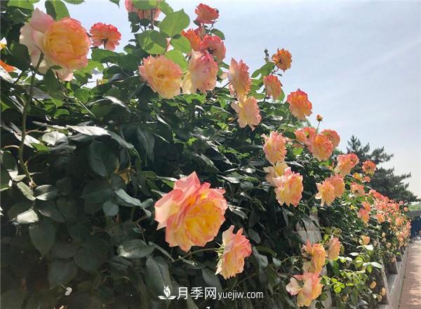 ***值得栽的10種藤本月季，每一種都很優(yōu)秀(圖3)