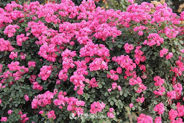 ***值得栽的10種藤本月季，每一種都很優(yōu)秀(圖2)