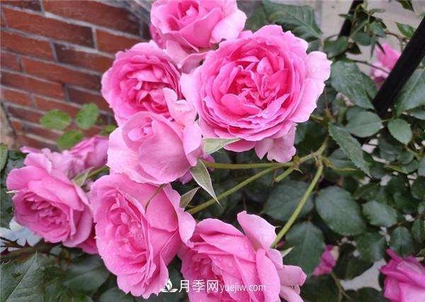 ***值得栽的10種藤本月季，每一種都很優(yōu)秀(圖1)