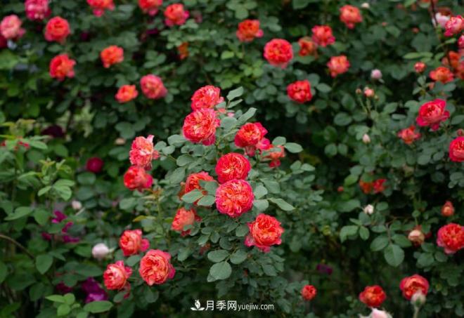 ***值得栽的10種藤本月季，每一種都很優(yōu)秀(圖8)