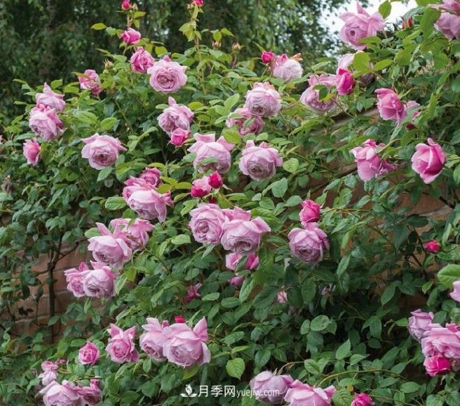 ***值得栽的10種藤本月季，每一種都很優(yōu)秀(圖6)