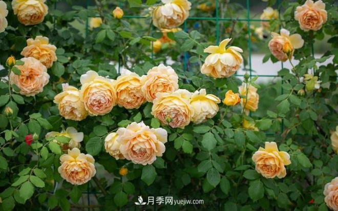 ***值得栽的10種藤本月季，每一種都很優(yōu)秀(圖9)