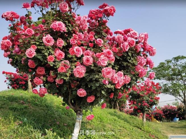 種了棵月季樹(shù)，花開(kāi)幾十朵，個(gè)個(gè)比碗大，鄰居天天惦記(圖2)