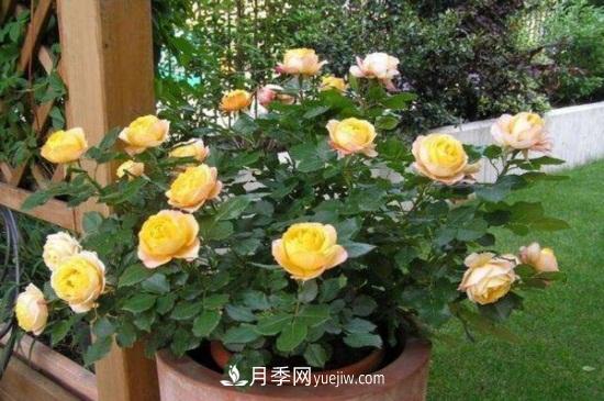 月季花長(cháng)蚜蟲(chóng)怎么辦？5個(gè)治療方法輕松解決(圖1)