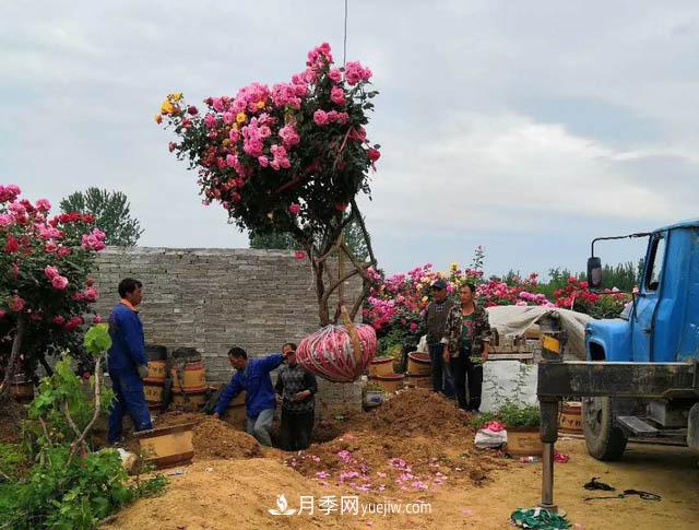 南陽(yáng)方城博望鎮：萬(wàn)畝月季喜“出嫁” 漂洋過(guò)海出國門(mén)(圖1)