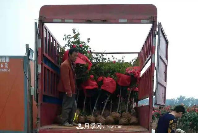 南陽(yáng)方城博望鎮：萬(wàn)畝月季喜“出嫁” 漂洋過(guò)海出國門(mén)(圖2)