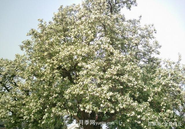 商丘的“市花”和“市樹(shù)”是什么，你能想到了(圖4)