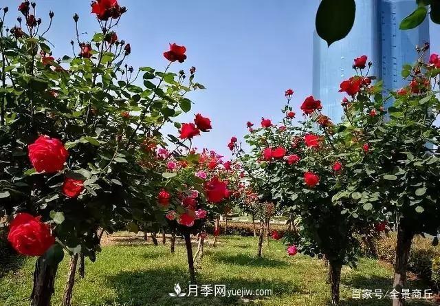 商丘的“市花”和“市樹(shù)”是什么，你能想到了(圖3)