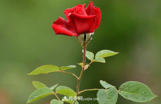 南陽(yáng)月季花多少錢(qián)一株？(圖2)