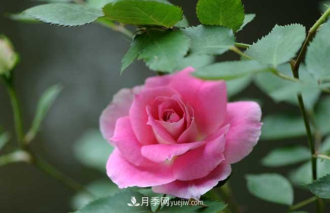 南陽(yáng)月季花多少錢(qián)一株？(圖1)