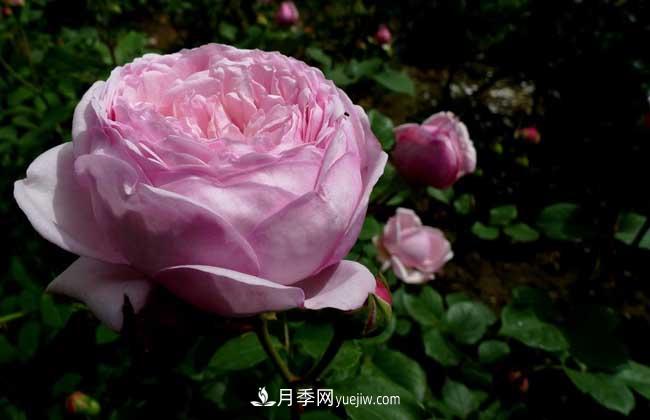 南陽(yáng)月季花多少錢(qián)一株？(圖3)