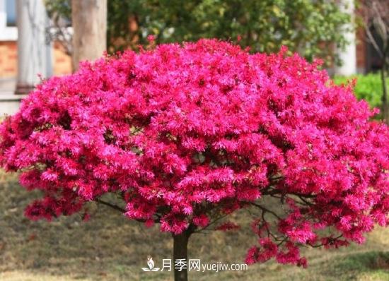 灌木苗木有哪些：21種常見(jiàn)灌木介紹(圖14)