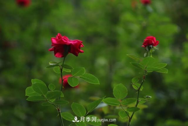 月季正紅：唯有此花開(kāi)不厭，一年長(cháng)占四時(shí)春(圖2)