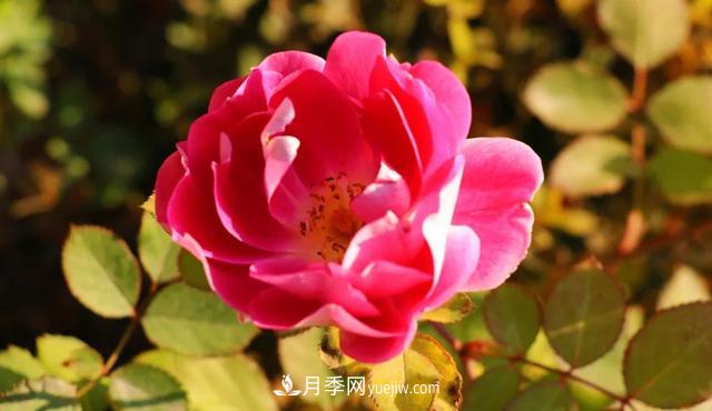 月季正紅：唯有此花開(kāi)不厭，一年長(cháng)占四時(shí)春(圖4)