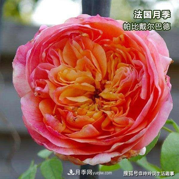 喜歡玫瑰，不如養“優(yōu)良月季”戴爾巴德，古典花型，美麗怡人！(圖2)