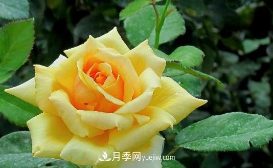 爬藤月季什么時(shí)間移植比較好？(圖1)
