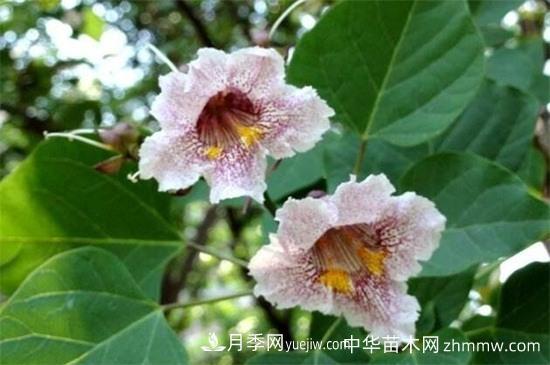 楸樹(shù)的養殖方法和注意事項(圖1)