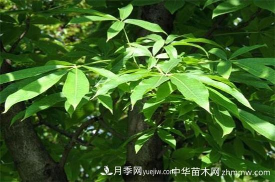 西峽七葉樹(shù)怎么養(圖1)