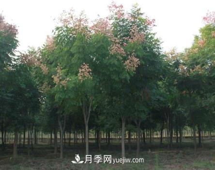 南陽(yáng)欒樹(shù)苗木主要病蟲(chóng)害防治(圖1)