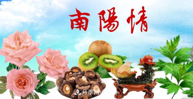 南陽(yáng)新農人搞農業(yè)要記住四點(diǎn)才能成功(圖1)
