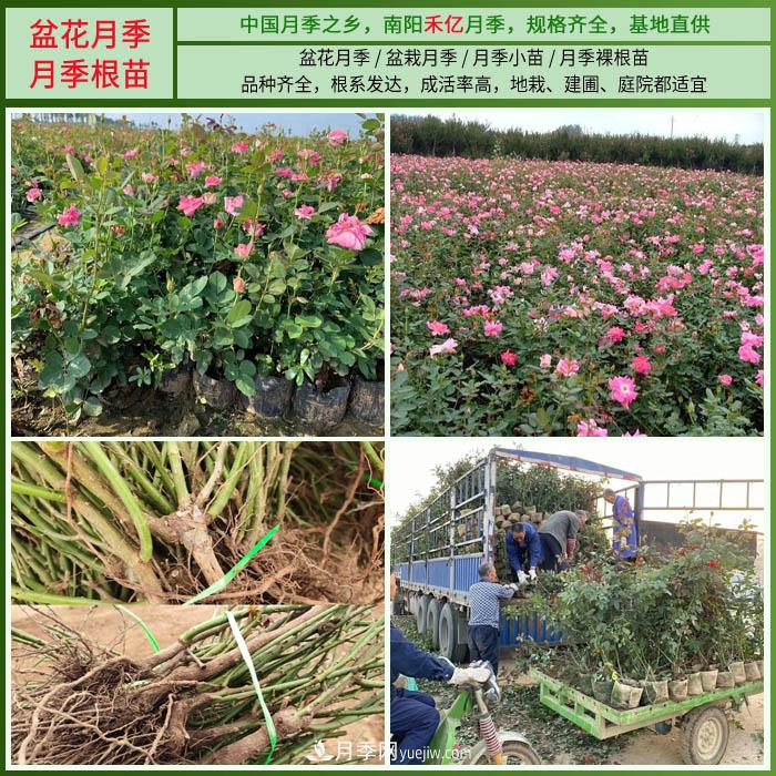 南陽(yáng)禾億月季基地，樹(shù)狀月季和月季裸根苗大量上市歡迎采購(圖3)