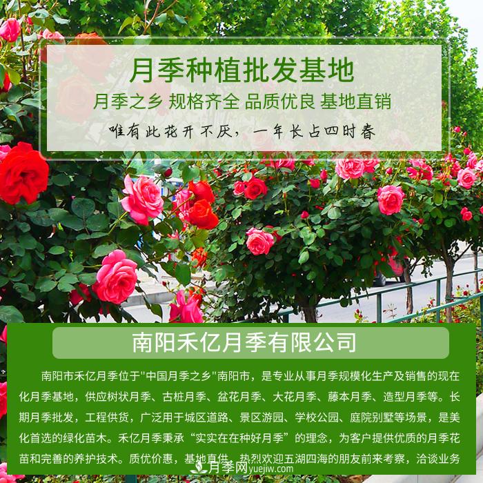 南陽(yáng)禾億月季基地，樹(shù)狀月季和月季裸根苗大量上市歡迎采購(圖1)