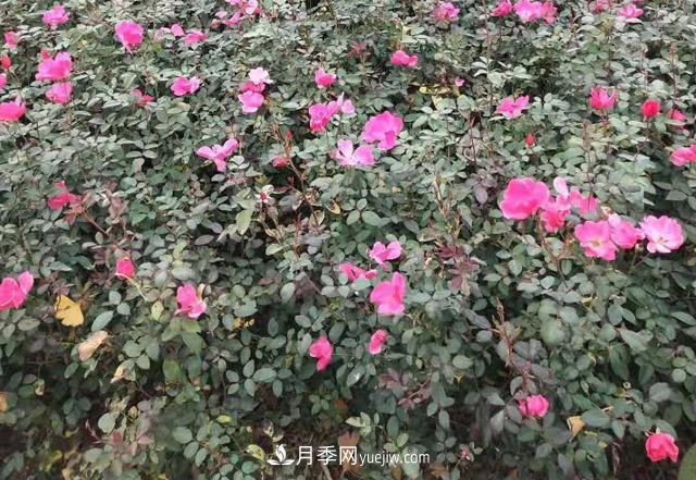 60公分高豐花月季批發(fā)_南陽(yáng)基地值得信賴(lài)(圖1)