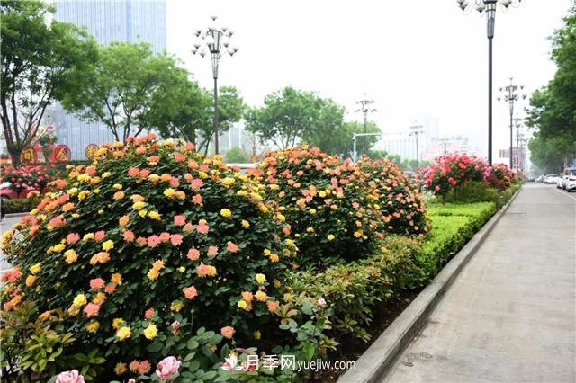今冬藤本月季做的花球，明年會(huì )綻放成什么樣子？(圖1)