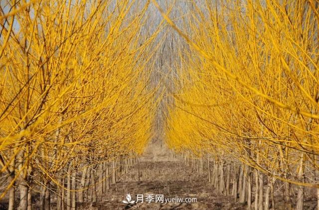 苗木人還有什么新路線(xiàn)可以走？(圖2)