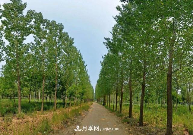 苗木人還有什么新路線(xiàn)可以走？(圖3)