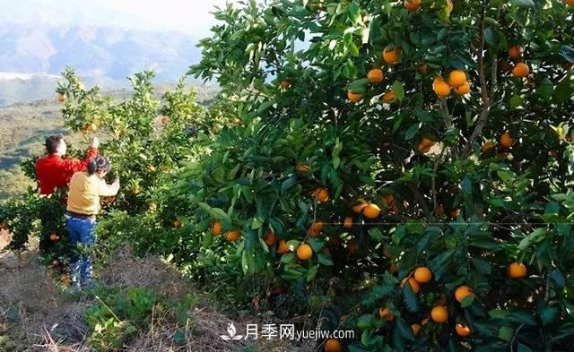 苗木人還有什么新路線(xiàn)可以走？(圖4)