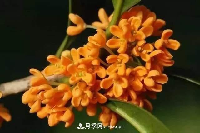門(mén)前種桂花樹(shù)真的好嗎？(圖2)
