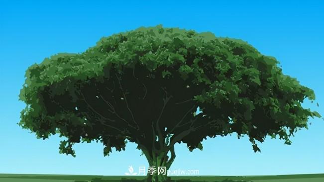 三個(gè)方法，教你給苗木擴冠(圖1)