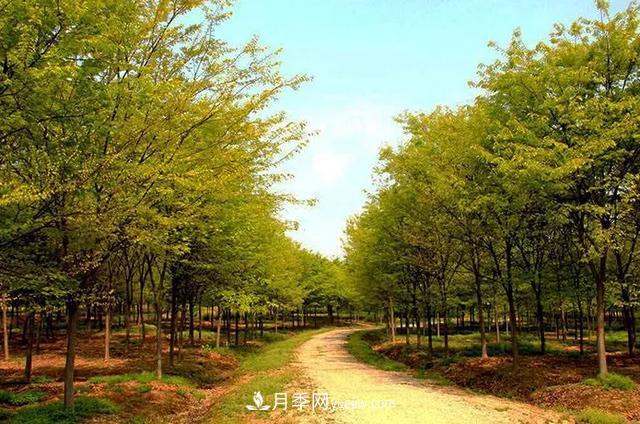 河南櫸樹(shù)，憑什么這么火？(圖1)