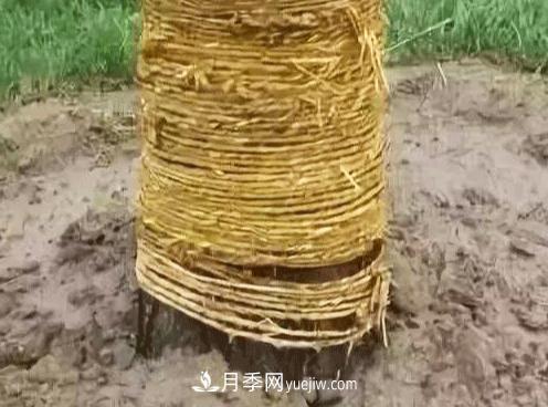 大喬木移栽后是否全部需要纏草繩？(圖1)