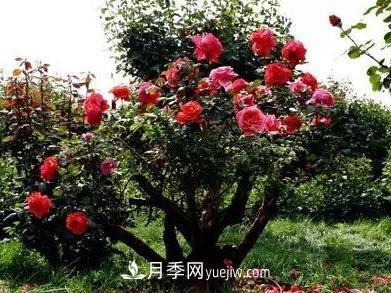 常規的月季樹(shù)多少錢(qián)一棵？(圖3)