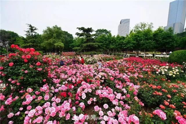 天津適合養月季，市花和市樹(shù)是什么(圖1)