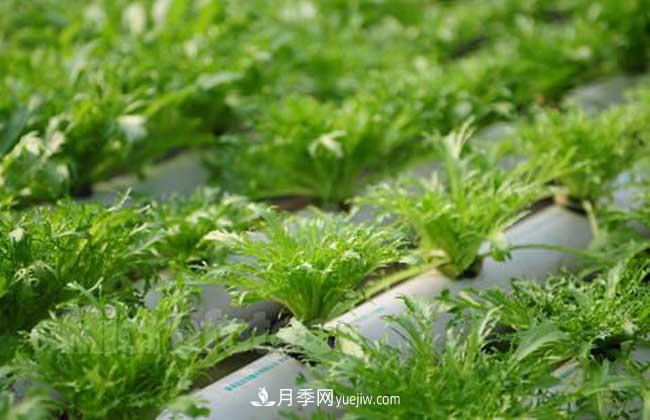 常見(jiàn)的無(wú)土栽培的花卉植物有哪些？(圖1)