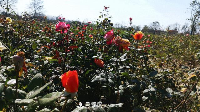 江蘇泗陽(yáng)：一片葉子繁育成100萬(wàn)株花卉 帶動(dòng)一方月季產(chǎn)業(yè)(圖2)