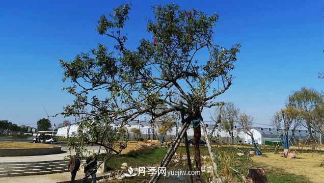 江蘇泗陽(yáng)：一片葉子繁育成100萬(wàn)株花卉 帶動(dòng)一方月季產(chǎn)業(yè)(圖1)