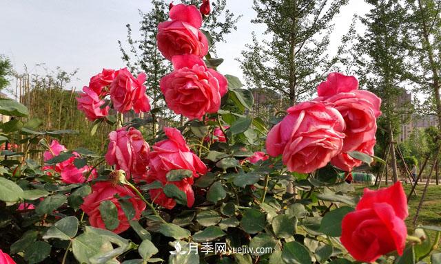 南陽(yáng)：滿(mǎn)城綠色半城水 月季之都美名揚(圖1)