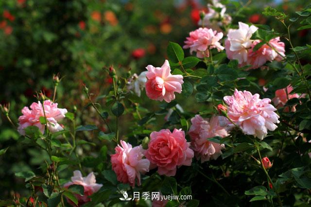 南陽(yáng)：滿(mǎn)城綠色半城水 月季之都美名揚(圖2)
