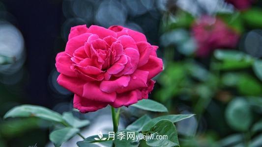 泗陽(yáng)月季小鎮上榜2020年江蘇省主題創(chuàng  )意農園名單(圖1)